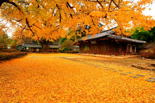 Núi Namsan Seoul top 6 điểm ngắm lá vàng mùa thu