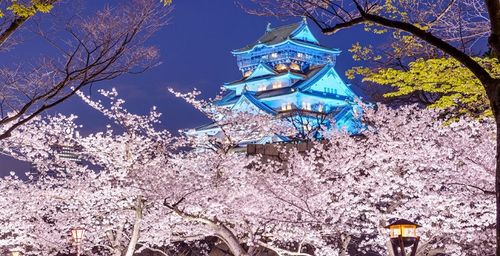 Khung cảnh lâu đài Osaka mùa hoa anh đào dưới ánh đèn lung linh
